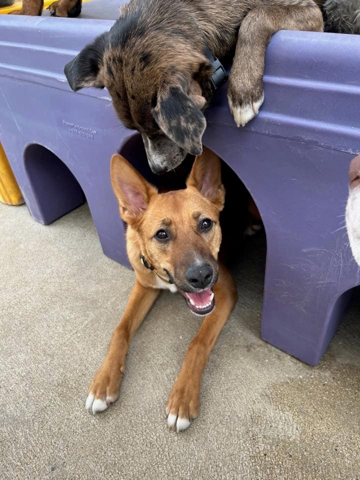 Two dogs playing on a purple play structure