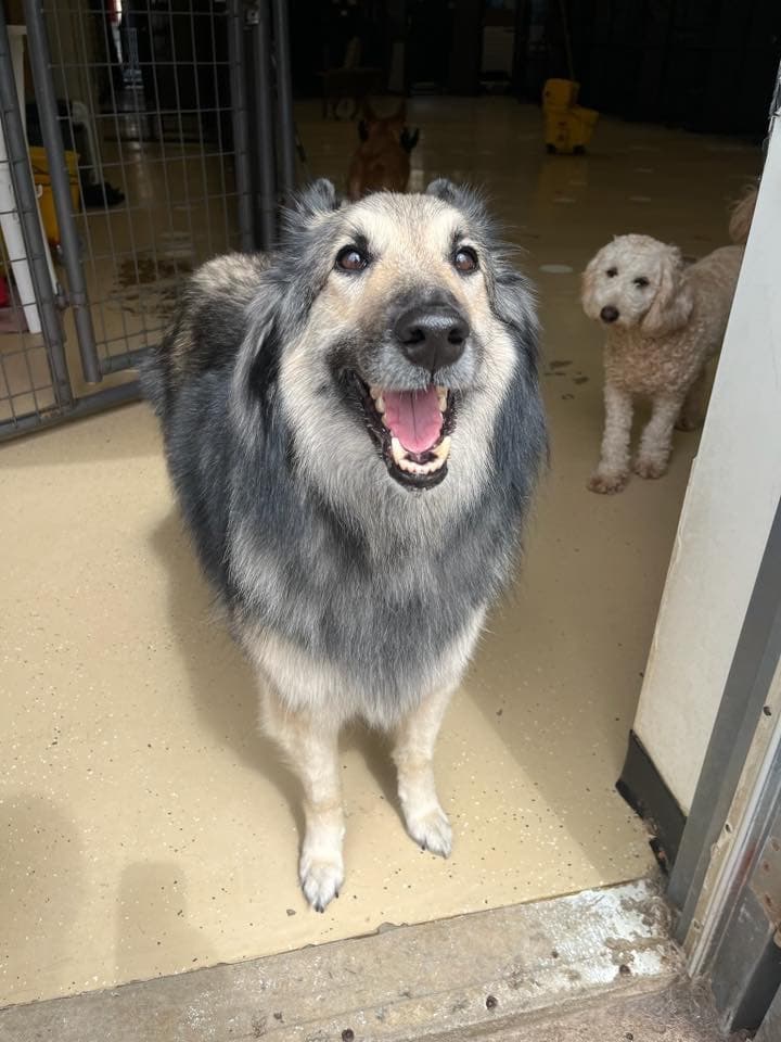 A dog from the Canine Creature Comforts pack