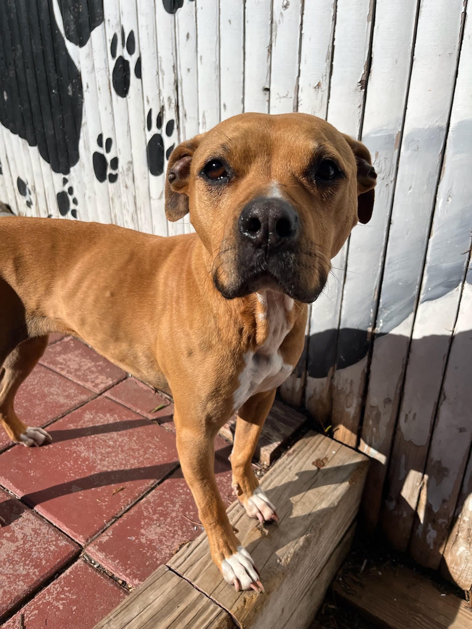A sweet dog face from the Canine Creature Comforts pack